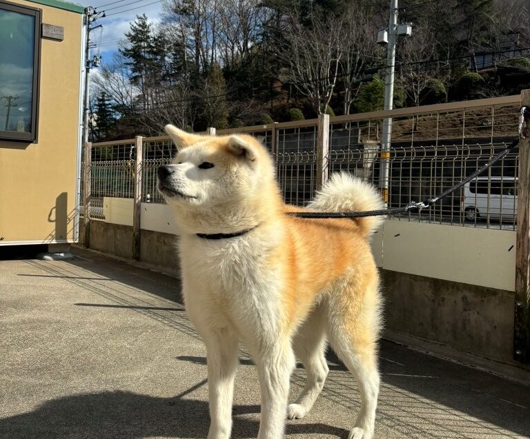 獣医師 生澤 碧之佑 Ainosuke Ikusawa