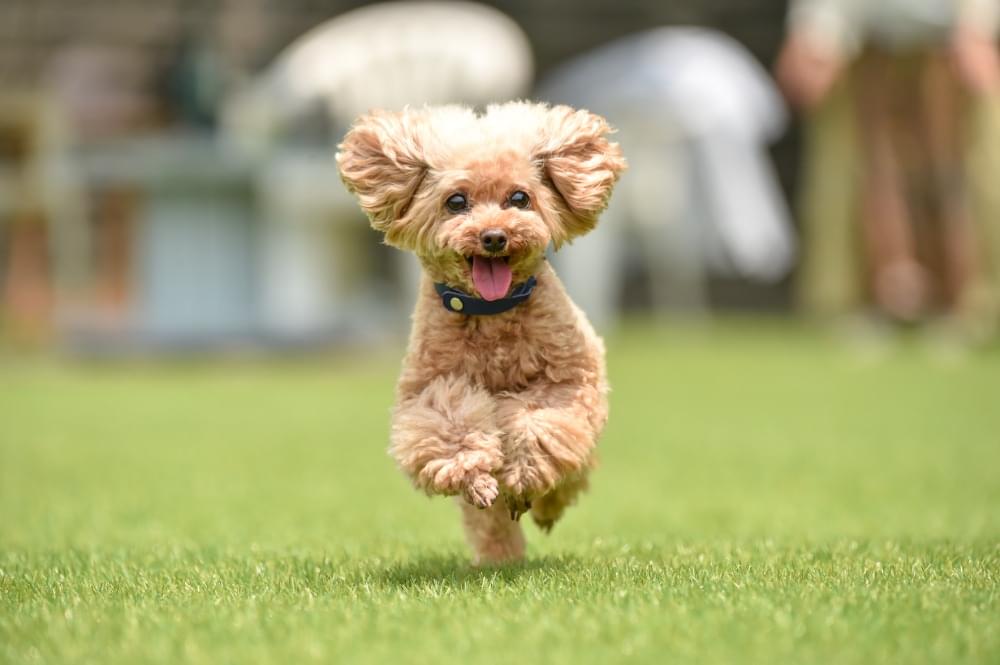 動物再生医療技術研究組合(PARM)の幹細胞治療とは